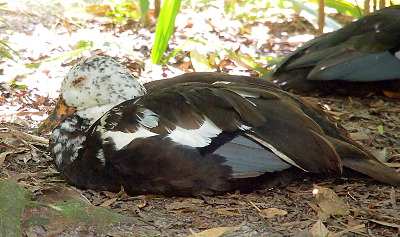 [The duck sleeps on the ground. Its body is mostly brown, but there are patches of white feathers. Its head is all white with black specks that look like it is infected with large mites or some other bug. Its beak is yellow with the same type of dark specks as on the head.]